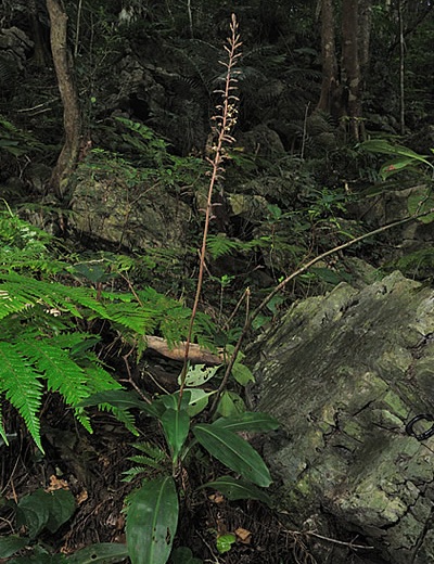 Goodyera fumata